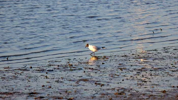 Black-headed gull shoreline.jpg